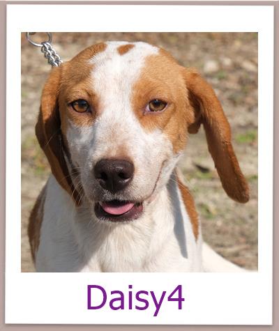 Daisy4 Tierschutz Zypern Hund prof