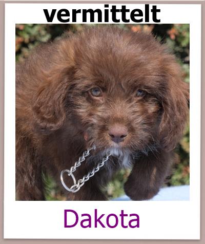 Dakota Tierschutz Zypern Hund vermittelt