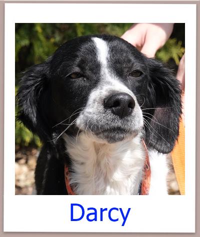 Darcy Tierschutz Zypern Hund prof