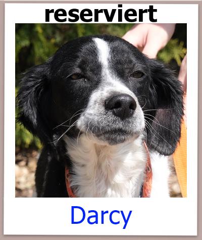 Darcy Tierschutz Zypern Hund res