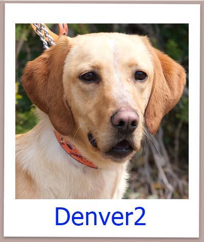 Denver2 Tierschutz Zypern Hund prof