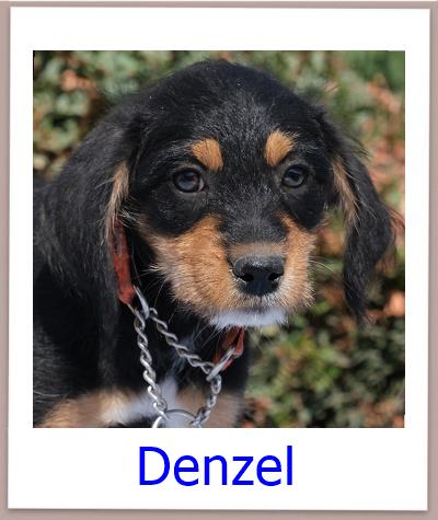Denzel Tierschutz Zypern Hund prof