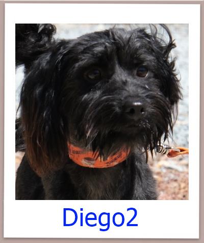 Diego2 Tierschutz Zypern Hund prof
