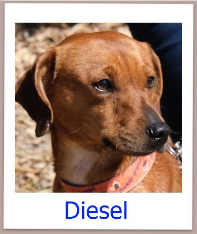Diesel Tierschutz Zypern Hund prof