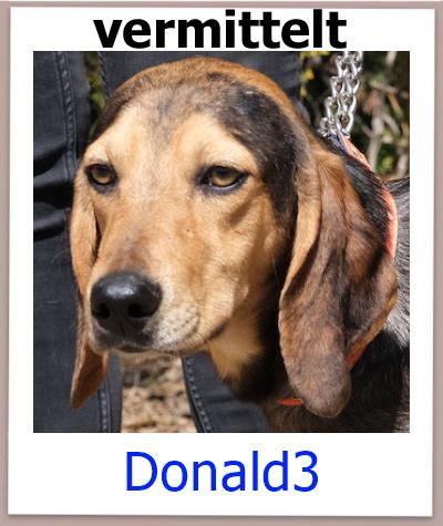 Donald3 Tierschutz Zypern Hund vermittelt