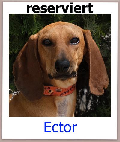 Ector Tierschutz Zypern Hund res