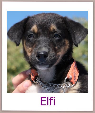 Elfi Tierschutz Zypern Hund prof