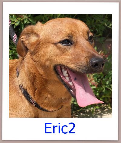 Eric2 Tierschutz Zypern Hund prof