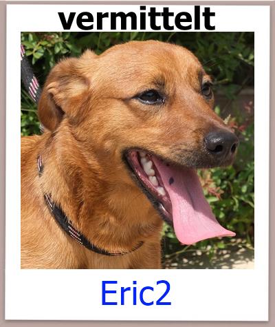 Eric2 Tierschutz Zypern Hund vermittelt