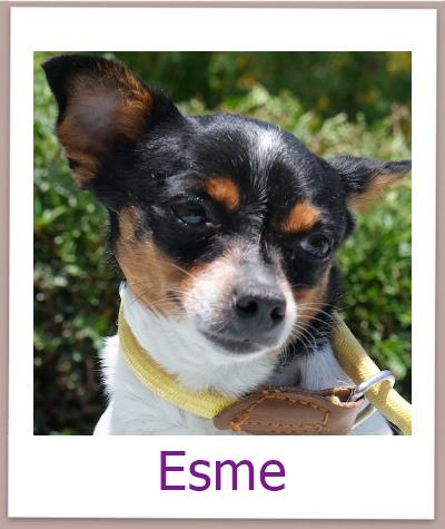 Esme Tierschutz Zypern Hund prof