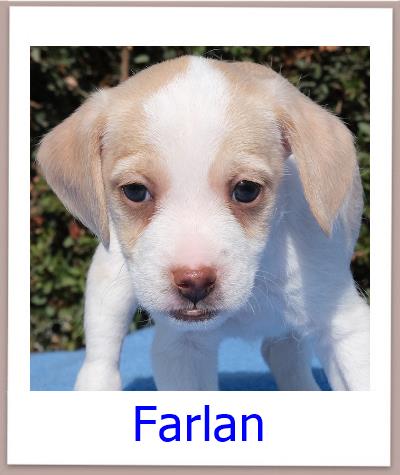 Farlan Tierschutz Zypern Hund prof