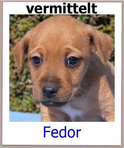 Fedor Tierschutz Zypern Hund vermittelt