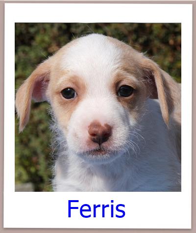 Ferris Tierschutz Zypern Hund prof