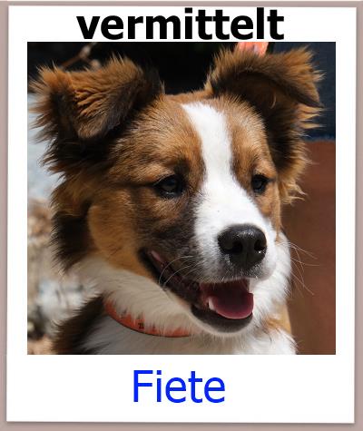 Fiete Tierschutz Zypern Hund vermittelt