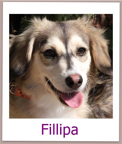 Fillipa Tierschutz Zypern Hund prof