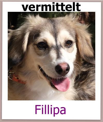 Fillipa Tierschutz Zypern Hund vermittelt