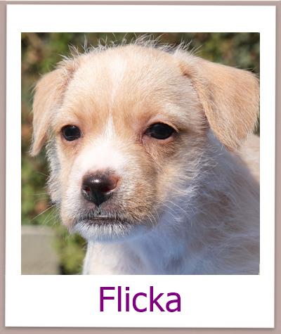 Flicka Tierschutz Zypern Hund prof