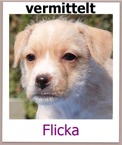 Flicka Tierschutz Zypern Hund vermittelt