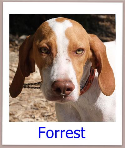 Forrest Tierschutz Zypern Hund prof