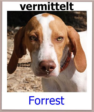 Mischling aus dem Tierheim Zypern sucht ein Zuhause.