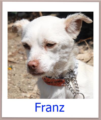 Franz Tierschutz Zypern Hund prof