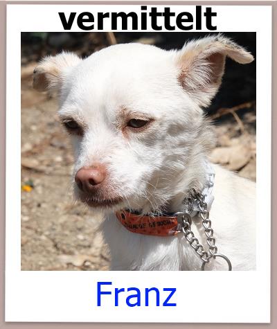 Franz Tierschutz Zypern Hund vermittelt