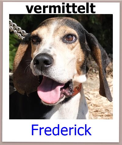 Frederick Tierschutz Zypern Hund vermittelt