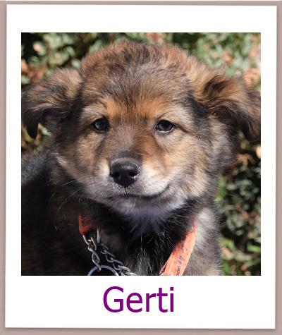 Gerti Tierschutz Zypern Hund prof