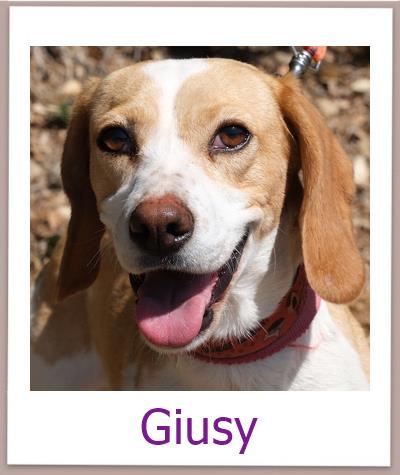 Giusy Tierschutz Zypern Hund prof