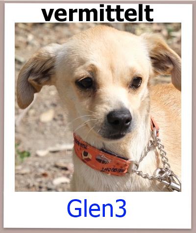 Glen3 Tierschutz Zypern Hund vermittelt