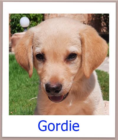 Gordie Tierschutz Zypern Hund prof