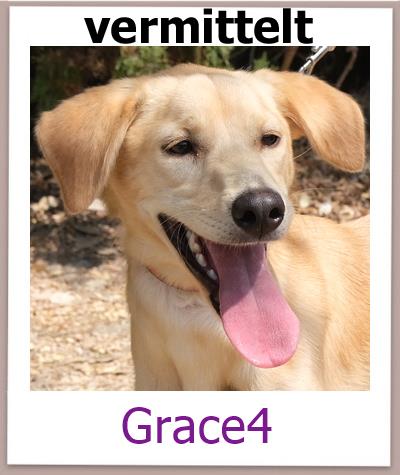 Grace4 Tierschutz Zypern Hund vermittelt