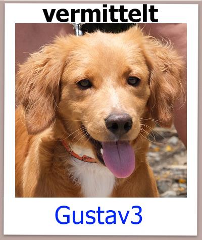 Gustav3 Tierschutz Zypern Hund vermittelt