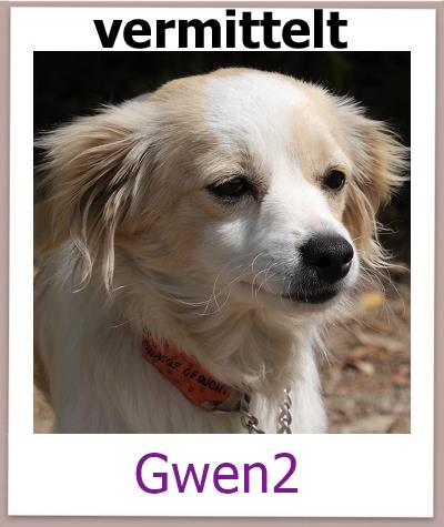 Gwen2 Tierschutz Zypern Hund vermittelt