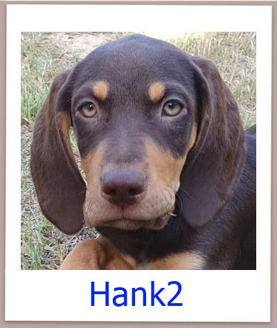 Hank2 Tierschutz Zypern Hund prof 1