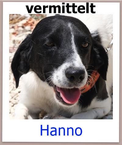 Hanno Tierschutz Zypern Hund vermittelt