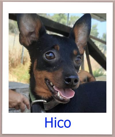 Hico Tierschutz Zypern Hund prof 1