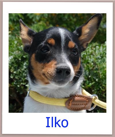 Ilko Tierschutz Zypern Hund prof