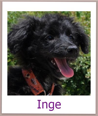 Inge Tierschutz Zypern Hund prof