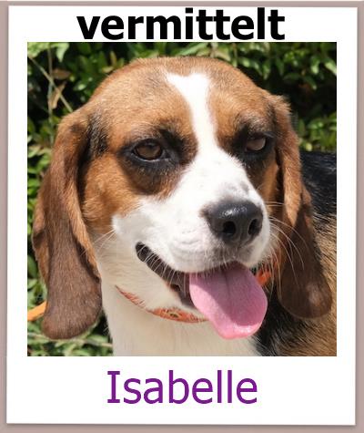 Beagle Mix aus dem Tierheim Zypern hat ein Zuhause.