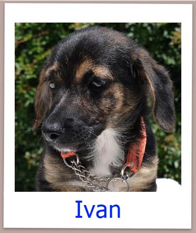Ivan Tierschutz Zypern Hund prof