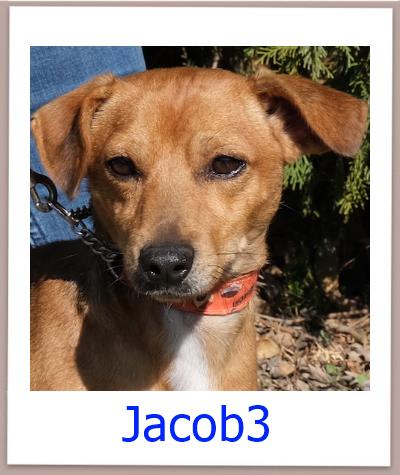 Jacob3 Tierschutz Zypern Hund prof