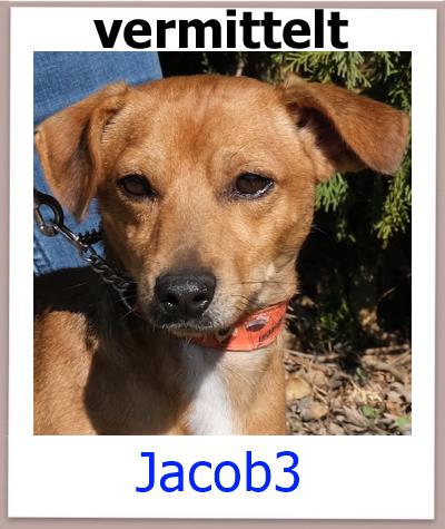 Jacob3 Tierschutz Zypern Hund vermittelt