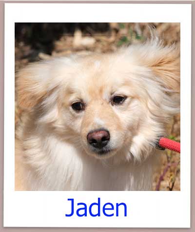 Jaden Tierschutz Zypern Hund prof 1
