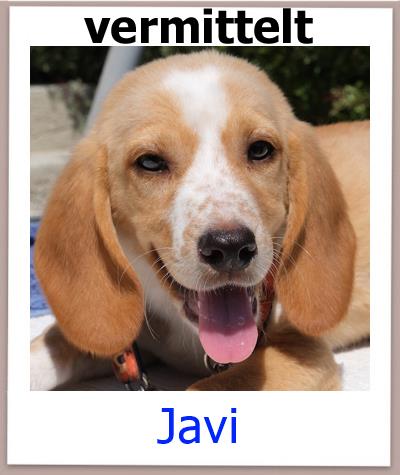 Javi Tierschutz Zypern Hund vermittelt