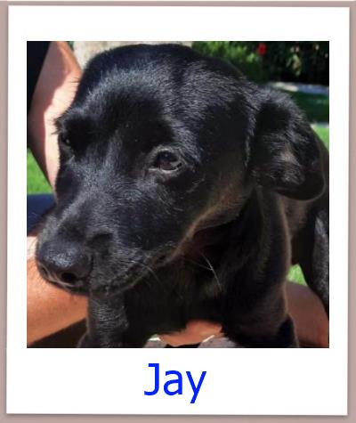 Jay Tierschutz Zypern Hund prof