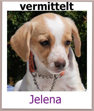 Jelena Tierschutz Zypern Hund vermittelt