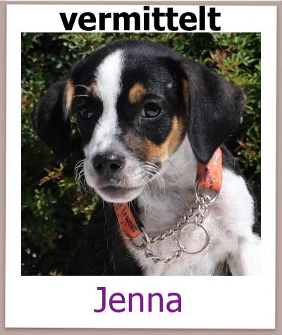 Jenna Tierschutz Zypern Hund vermittelt