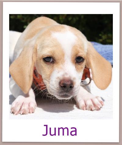 Juma Tierschutz Zypern Hund prof
