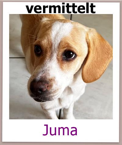 Juma Tierschutz Zypern Hund vermittelt 1